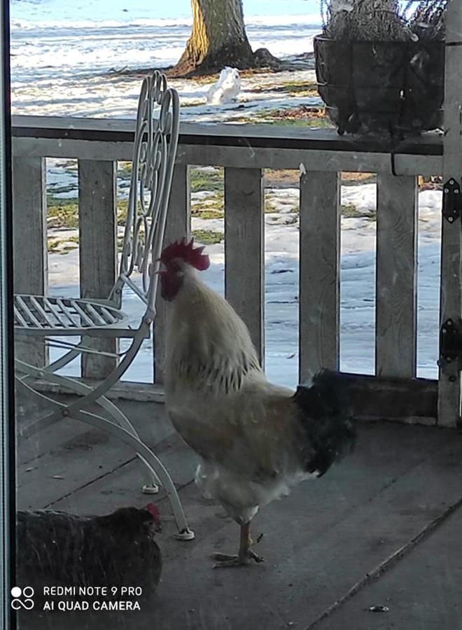 B&B Rando&Kärdi juures OÜ Luganuse Bagian luar foto