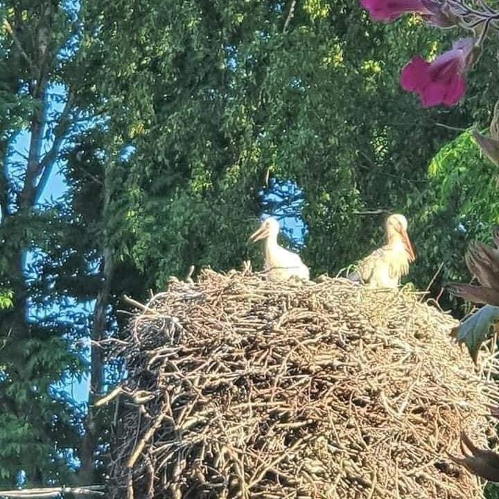 B&B Rando&Kärdi juures OÜ Luganuse Bagian luar foto